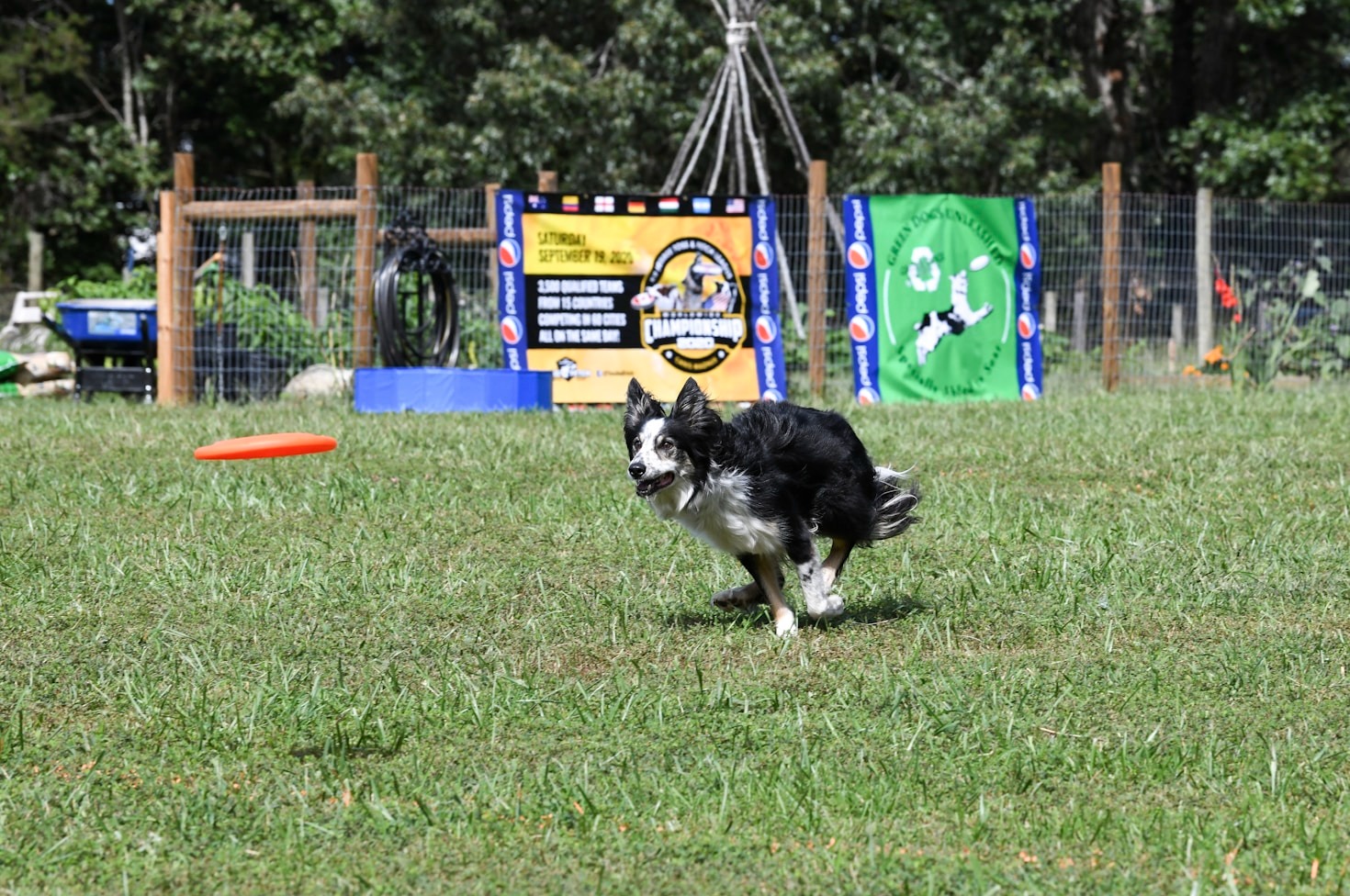 Hur du väljer rätt tävlingsgren för din hund